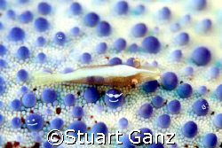 Get me out of here before all the smurf's hatch by Stuart Ganz 